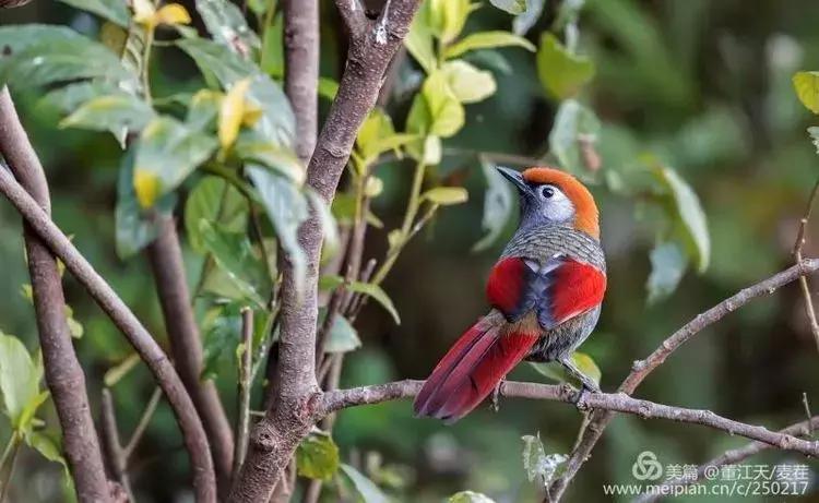 观鸟最佳路线,观鸟线路推荐