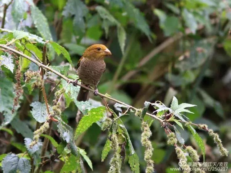 观鸟最佳路线,观鸟线路推荐