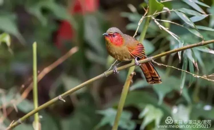观鸟最佳路线,观鸟线路推荐