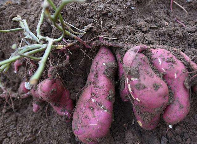 湿疹彻夜难眠？鸡蛋配上它，只需坚持3天，效果不是一般的好！