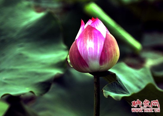 鹿邑五河：荷花盛开别样红