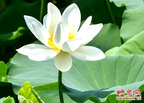 鹿邑五河：荷花盛开别样红