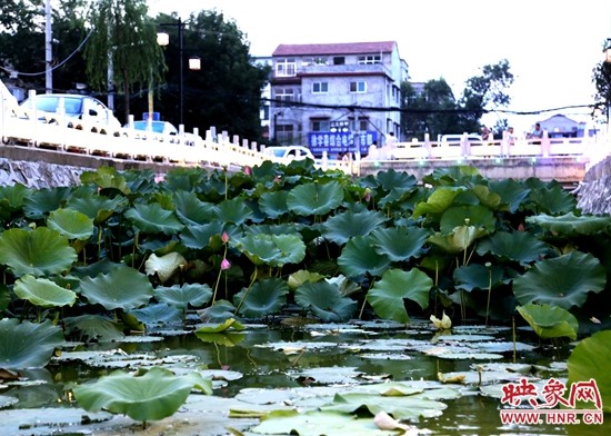 鹿邑五河：荷花盛开别样红