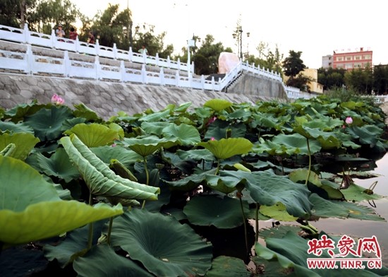 鹿邑五河：荷花盛开别样红
