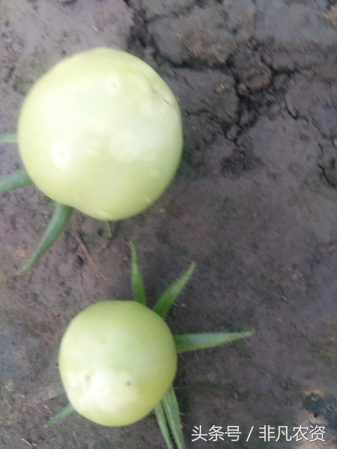 种植番茄，遇见溃疡病怎么办，不用怕，用这个配方能打住！
