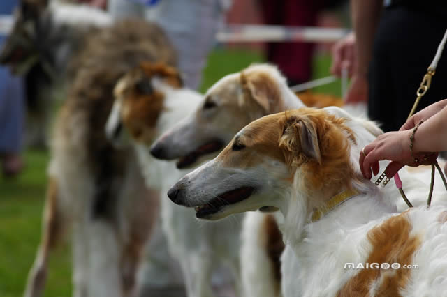 狩猎犬排名第一的犬种是什么,世界狩猎犬十大排名