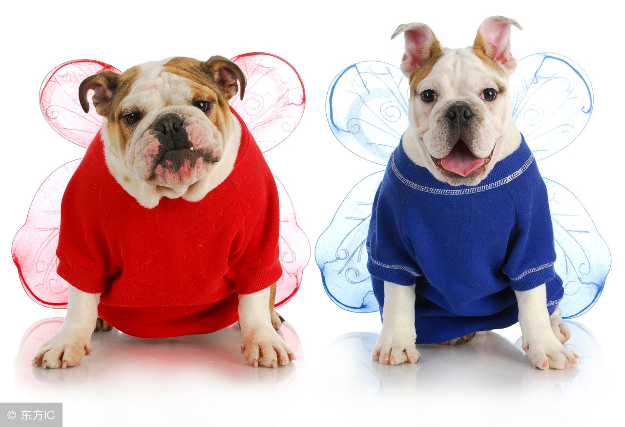 狩猎犬排名第一的犬种是什么,世界狩猎犬十大排名