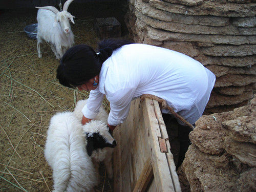 宁夏滩羊和内蒙羊肉哪个好,正宗羊肉宁夏滩羊