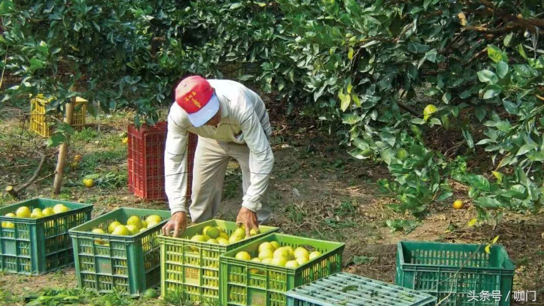 和我在成都的街头走一走歌词图片,网红烧仙草奶茶