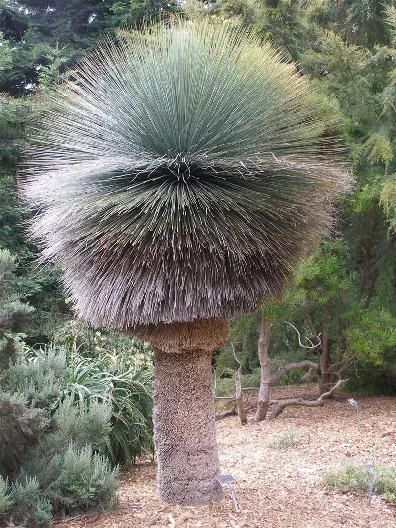 这些长疯了的树，好吧，是我没见过世面！