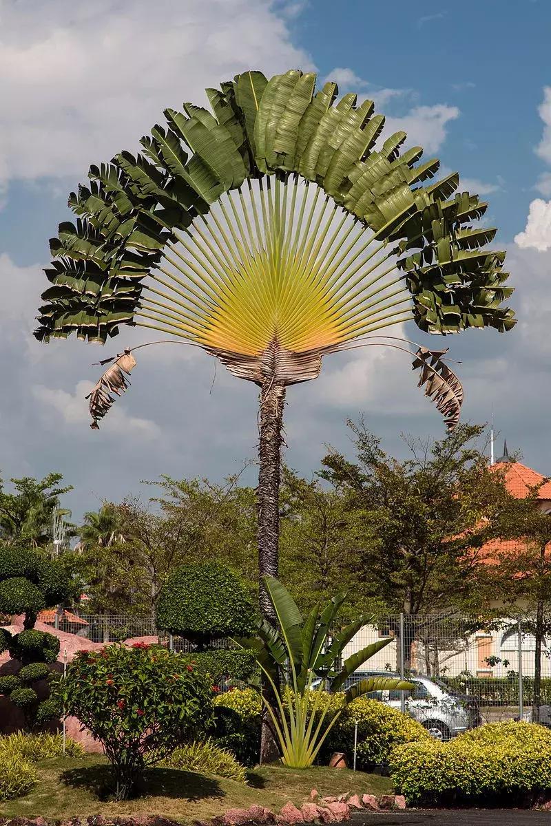 这些长疯了的树，好吧，是我没见过世面！