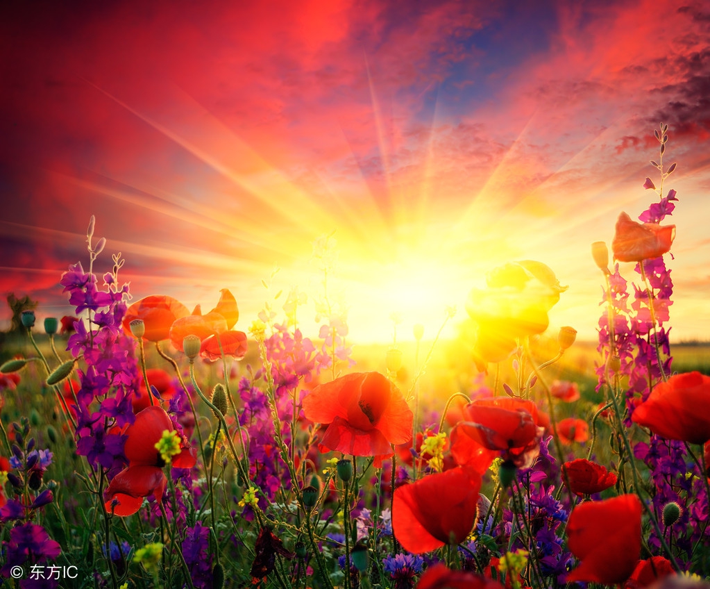 索达吉堪布《苦才是人生》畅销书里的逻辑内伤——文化监理案例