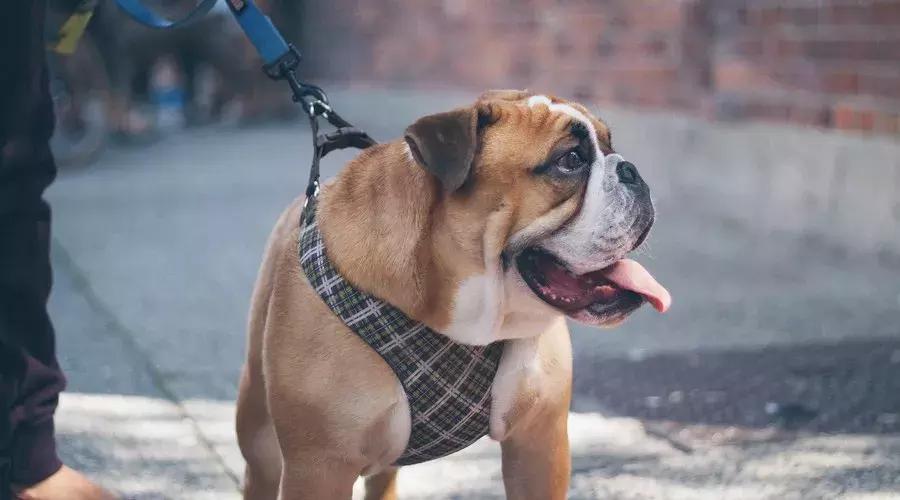 深圳市违反限行规定如何处罚,深圳居民去香港最新政策