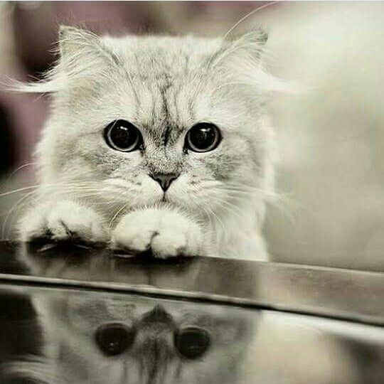 猫皮肤病和猫癣什么区别,猫得了皮肤病怎么治