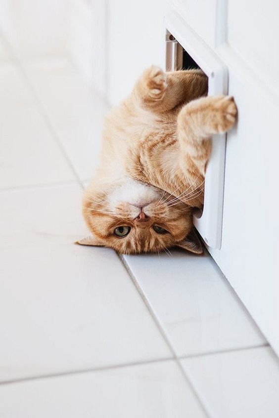 猫皮肤病和猫癣什么区别,猫得了皮肤病怎么治