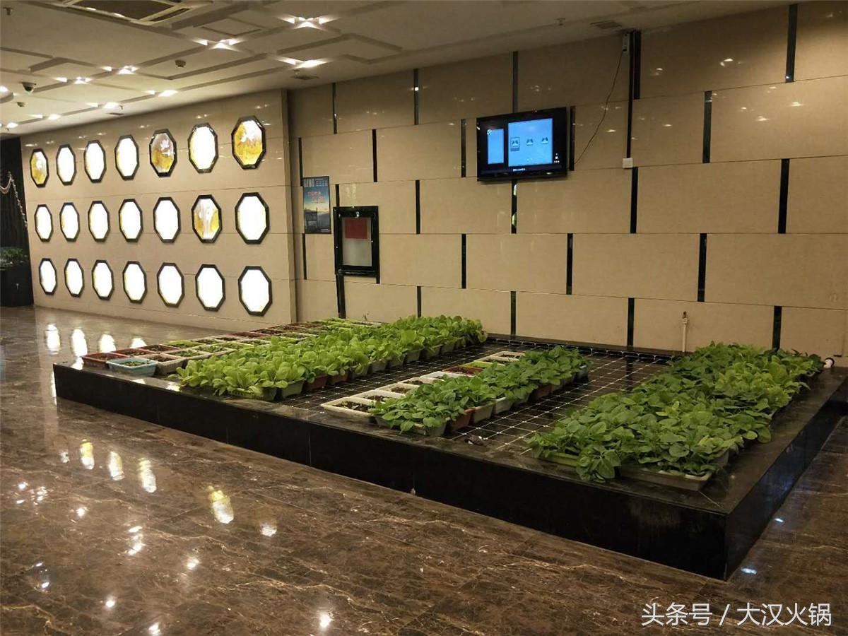 田园采摘小菜园,纯天然绿色小菜园采摘