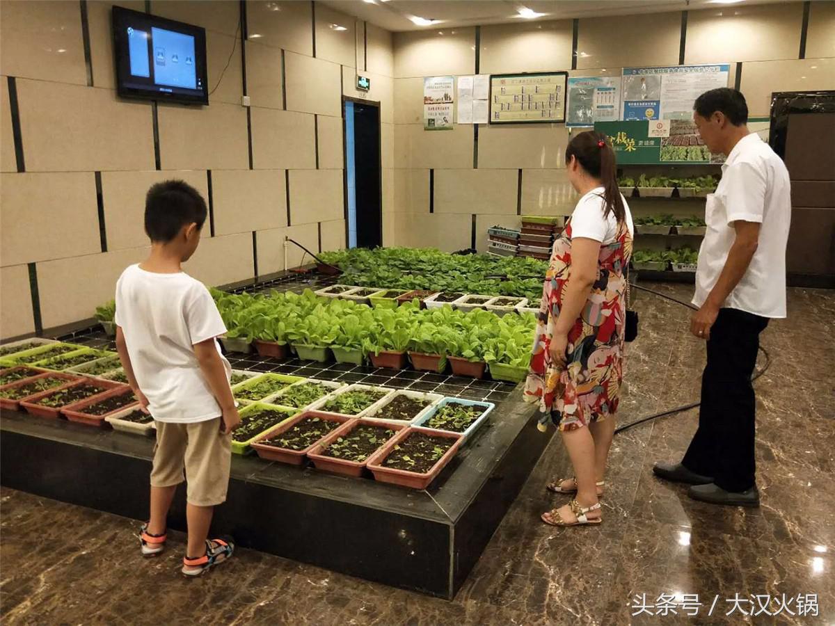 田园采摘小菜园,纯天然绿色小菜园采摘