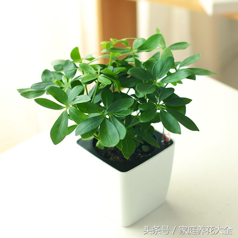 鹅掌柴不用买，学会这1招，掐个枝插土里就能活！