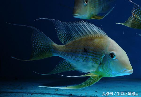 南美慈鲷鱼吃啥,南美慈鲷食土鲷好养吗