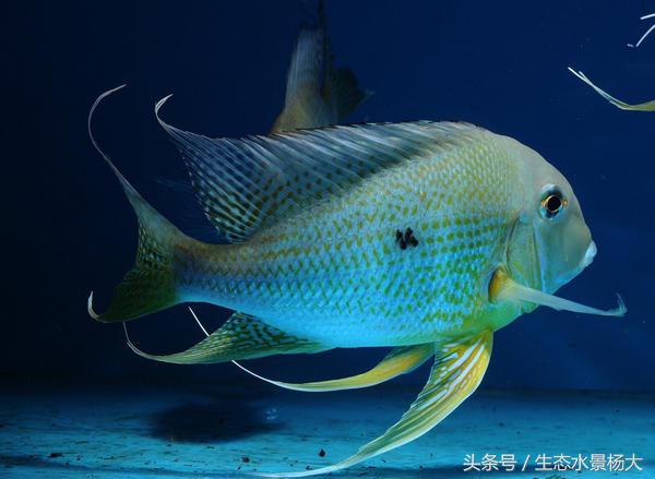 南美慈鲷鱼吃啥,南美慈鲷食土鲷好养吗