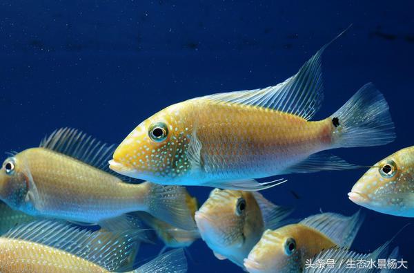 南美慈鲷鱼吃啥,南美慈鲷食土鲷好养吗