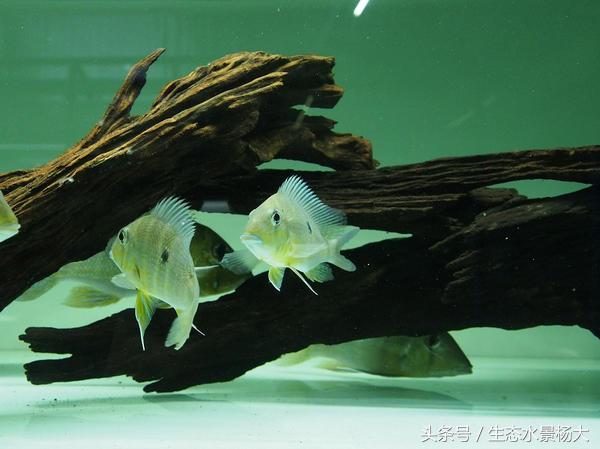 南美慈鲷鱼吃啥,南美慈鲷食土鲷好养吗