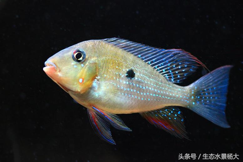 南美慈鲷鱼吃啥,南美慈鲷食土鲷好养吗