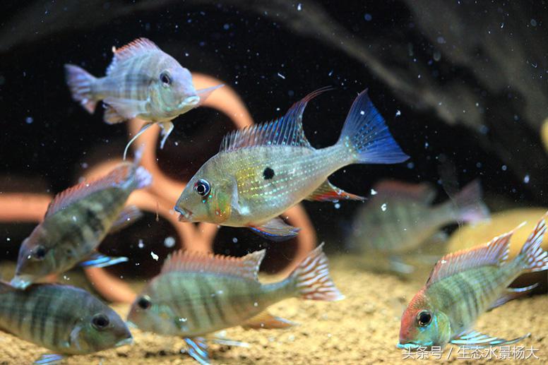 南美慈鲷鱼吃啥,南美慈鲷食土鲷好养吗