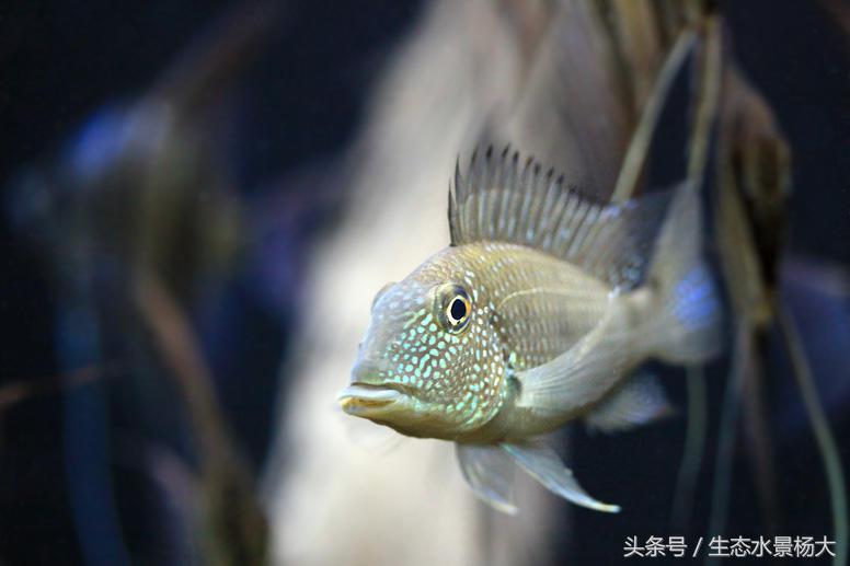 南美慈鲷鱼吃啥,南美慈鲷食土鲷好养吗