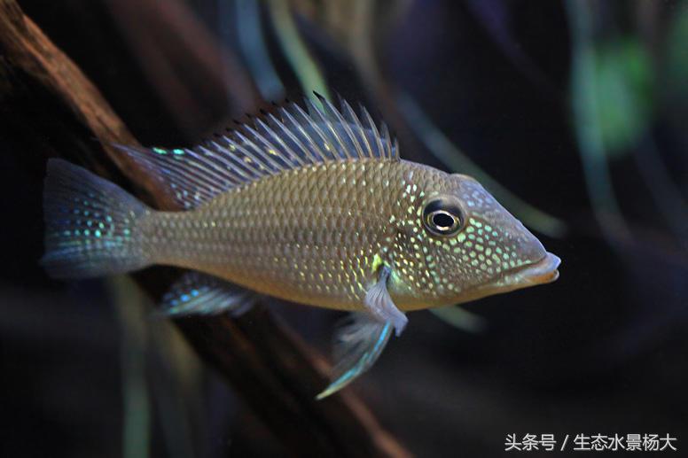 南美慈鲷鱼吃啥,南美慈鲷食土鲷好养吗