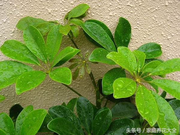 鹅掌柴不用买，学会这1招，掐个枝插土里就能活！