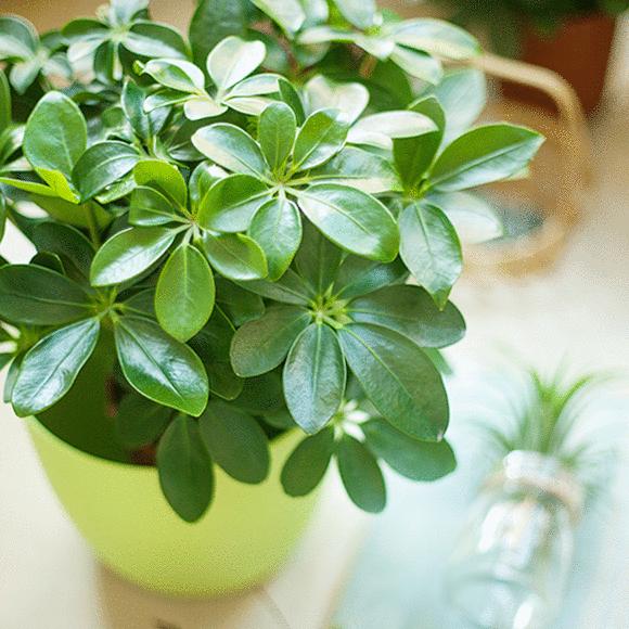 鹅掌柴不用买，学会这1招，掐个枝插土里就能活！