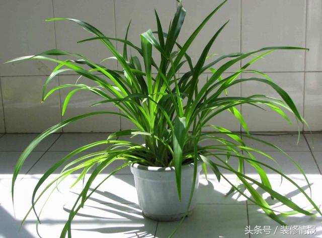 为什么水养吊兰根粗叶黄,吊兰冬天叶黄和干怎么回事