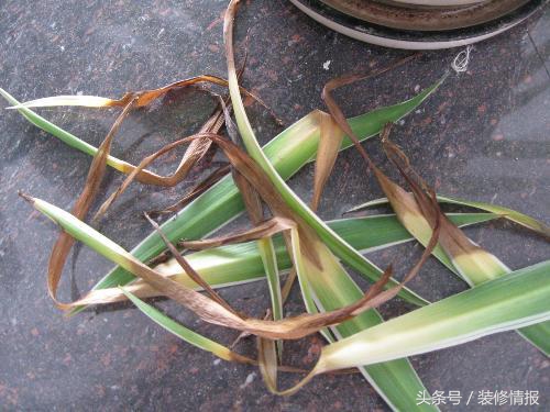 为什么水养吊兰根粗叶黄,吊兰冬天叶黄和干怎么回事