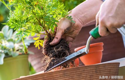 为什么水养吊兰根粗叶黄,吊兰冬天叶黄和干怎么回事