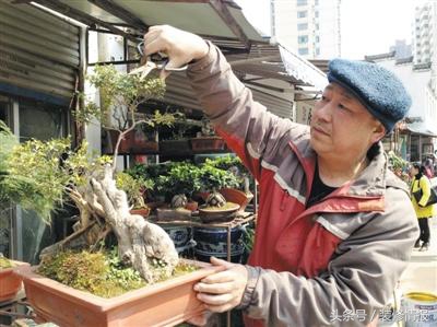 为什么水养吊兰根粗叶黄,吊兰冬天叶黄和干怎么回事