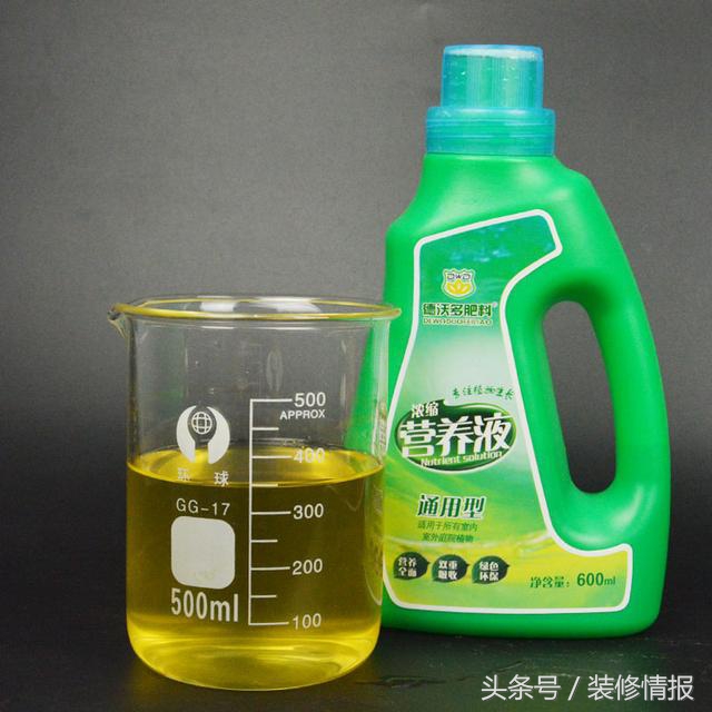 为什么水养吊兰根粗叶黄,吊兰冬天叶黄和干怎么回事