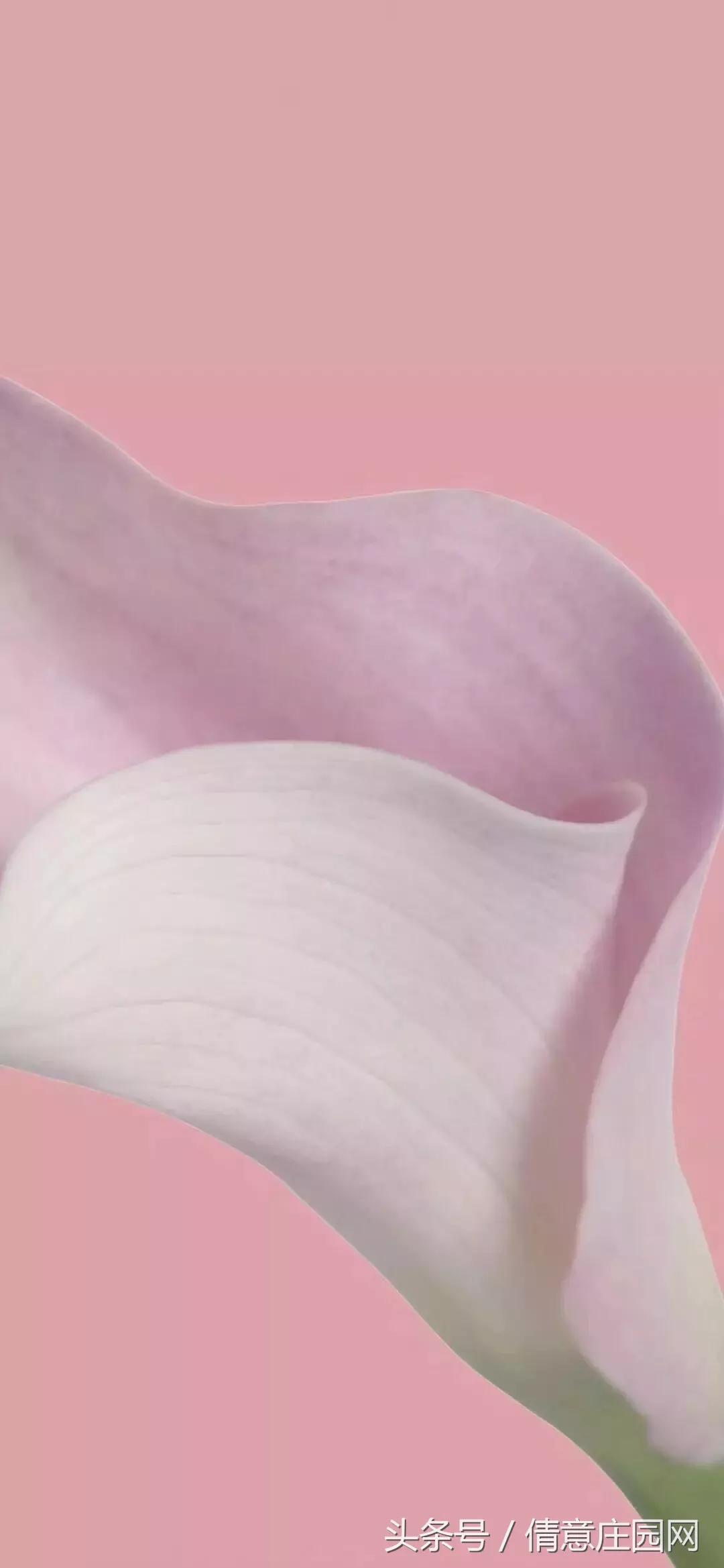 你拍照片,怎么样让拍的照片颜色更鲜艳