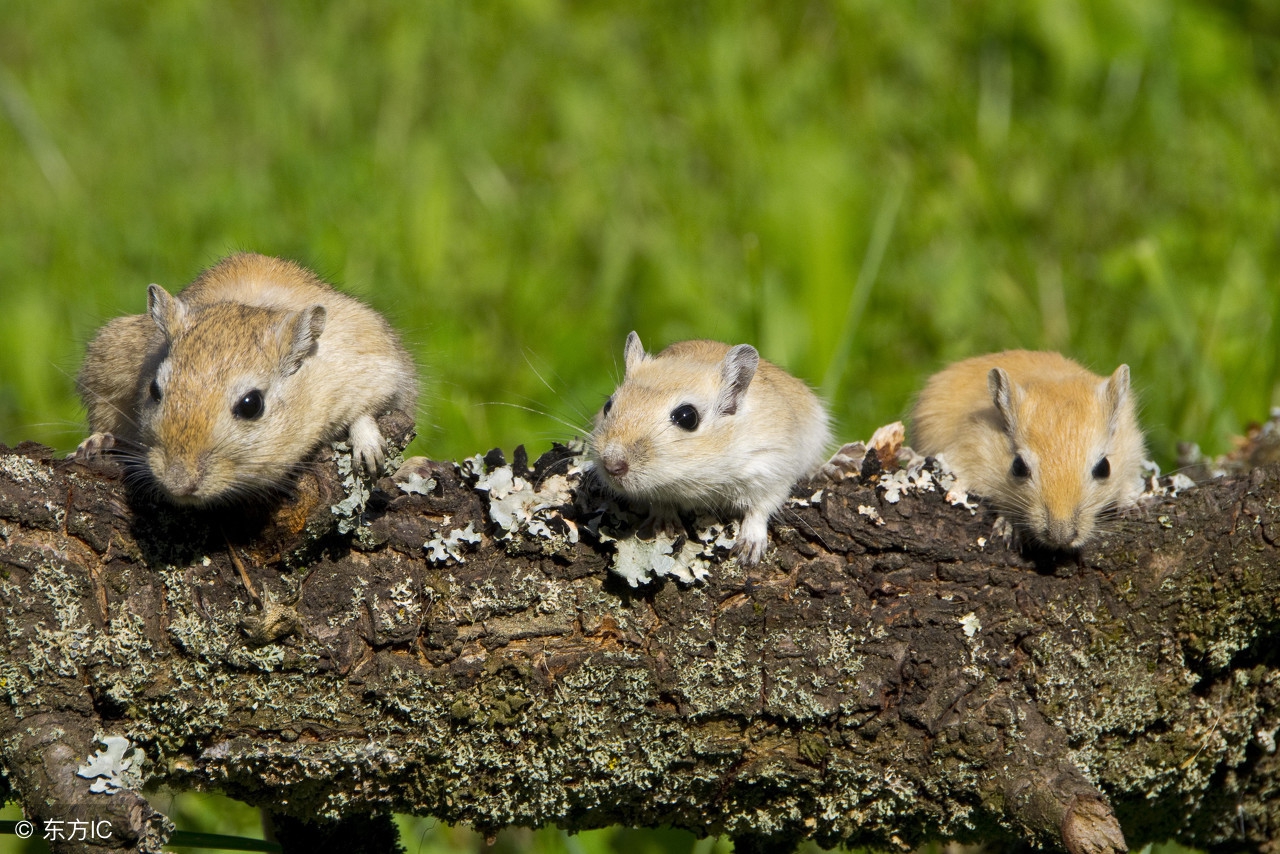膝盖弯曲时嘎吱响有时好像卡住了,膝盖的骨头一动就咔咔响会瘫痪么