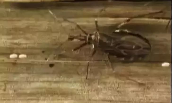 潍坊所有的家长,这种虫子传播新型艾滋病,最喜欢叮咬孩子……