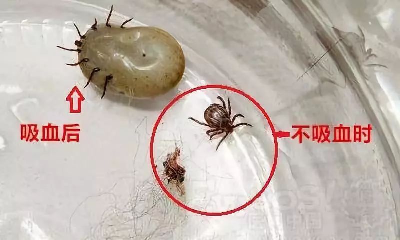 潍坊所有的家长,这种虫子传播新型艾滋病,最喜欢叮咬孩子……