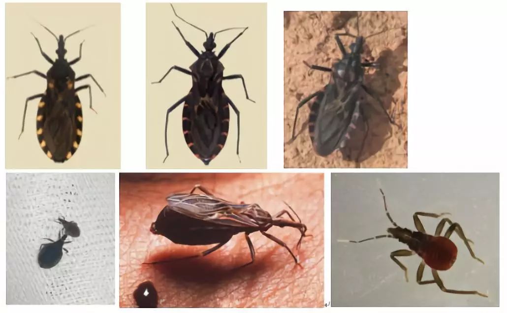 潍坊所有的家长,这种虫子传播新型艾滋病,最喜欢叮咬孩子……