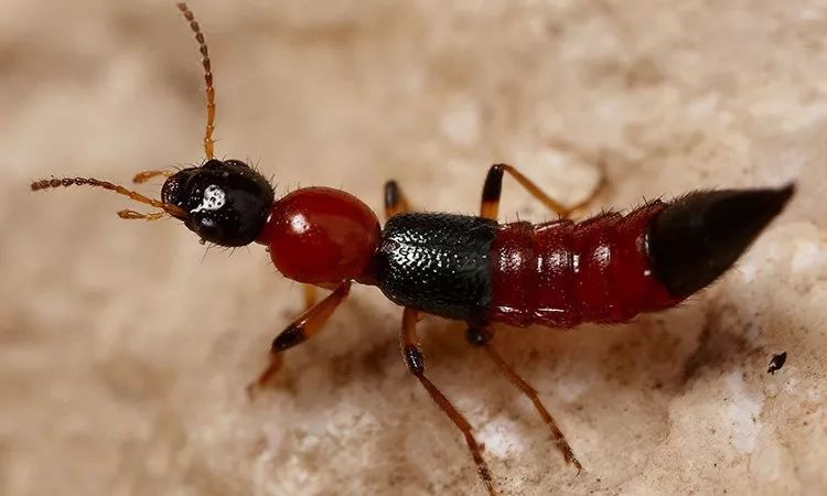 潍坊所有的家长,这种虫子传播新型艾滋病,最喜欢叮咬孩子……