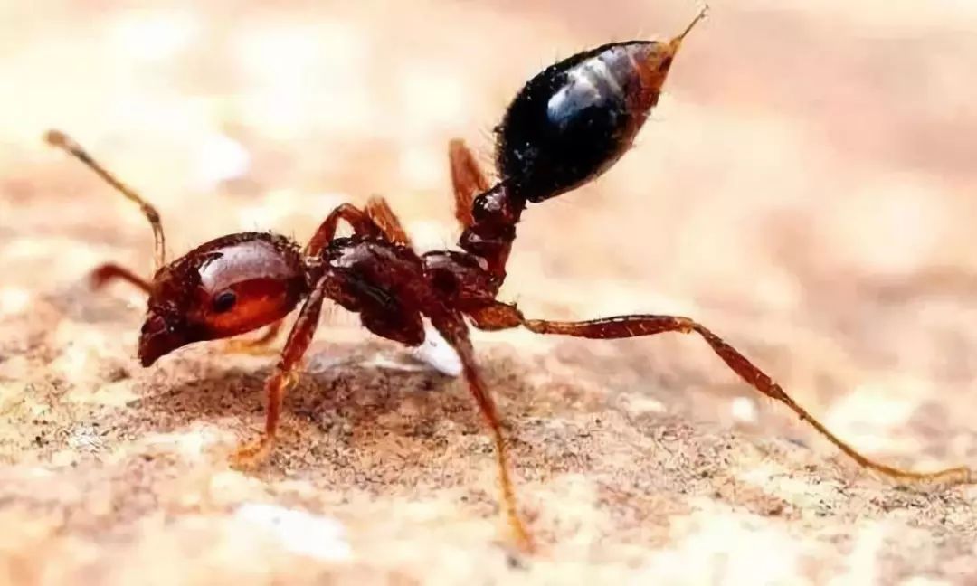 潍坊所有的家长,这种虫子传播新型艾滋病,最喜欢叮咬孩子……