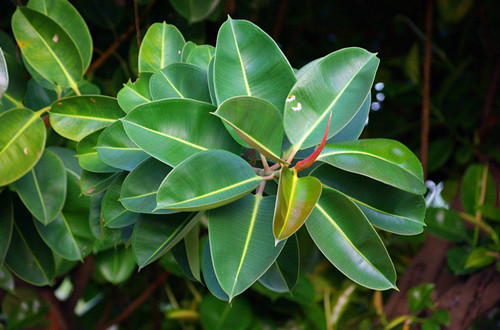 橡皮树的老叶子能修掉吗,橡皮树怎么掰掉底下叶子