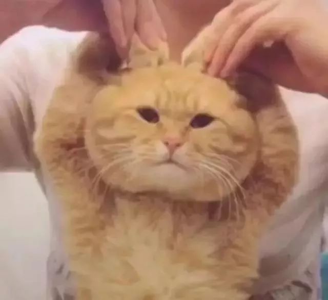 广东人去香港注意了！下周起过关这样做，最高罚款50万！