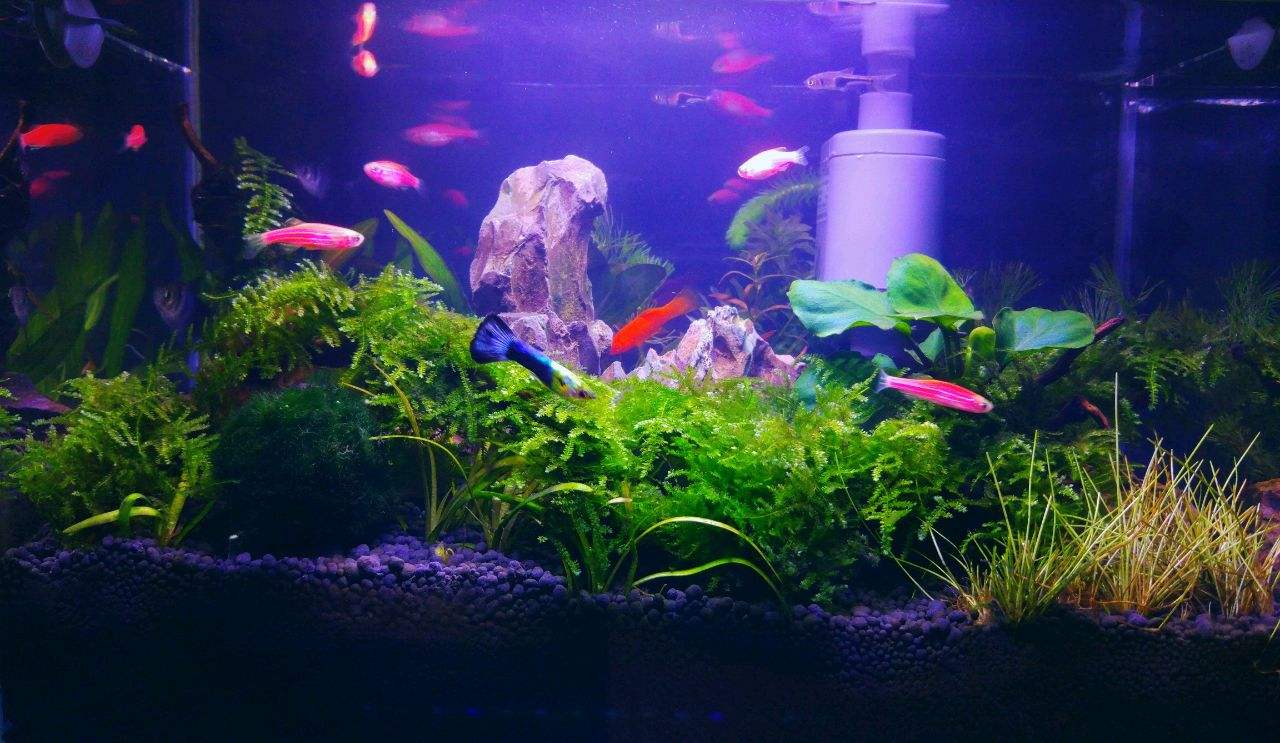 1.8米嵌入式生态鱼缸制作教程,新手如何制作生态造景小鱼缸