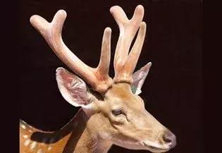 李春义|身边人备受乳腺增生、前列腺增生的困扰,您想过尝试药食同源的鹿角盘粉吗?