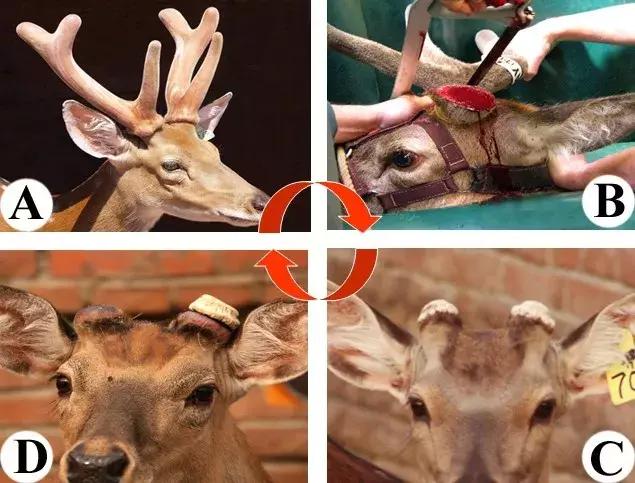 李春义|身边人备受乳腺增生、前列腺增生的困扰,您想过尝试药食同源的鹿角盘粉吗?