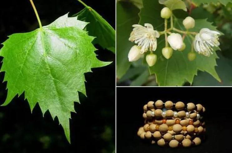鏄熸湀鑿╂彁鏂囩帺鐭ヨ瘑澶у叏,鏄熸湀鑿╂彁璁茶В瑙嗛